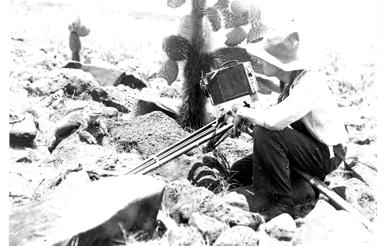 Ernest Schoedsack filming iguana during the Department of Tropical Research Arcturus expedition, 1925 © WCS